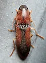 Monocrepidius suturalis - photo 5