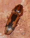 Tobacco Wireworm - Monocrepidius vespertinus