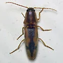 Tobacco Wireworm - photo 2