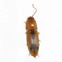 Tobacco Wireworm - photo 3