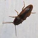 Tobacco Wireworm - photo 4