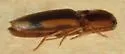 Tobacco Wireworm - photo 5