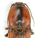 Monocrepidius xysticus - photo 2
