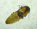 Monocrepidius xysticus - photo 3