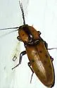 Monocrepidius xysticus - photo 4