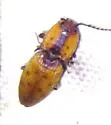 Monocrepidius xysticus - photo 5
