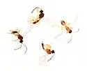 Monoctonus crepidis - Monoctonus crepidis