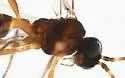 Monoctonus crepidis - photo 3
