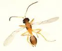 Monoctonus crepidis - photo 4