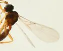 Monoctonus crepidis - photo 5