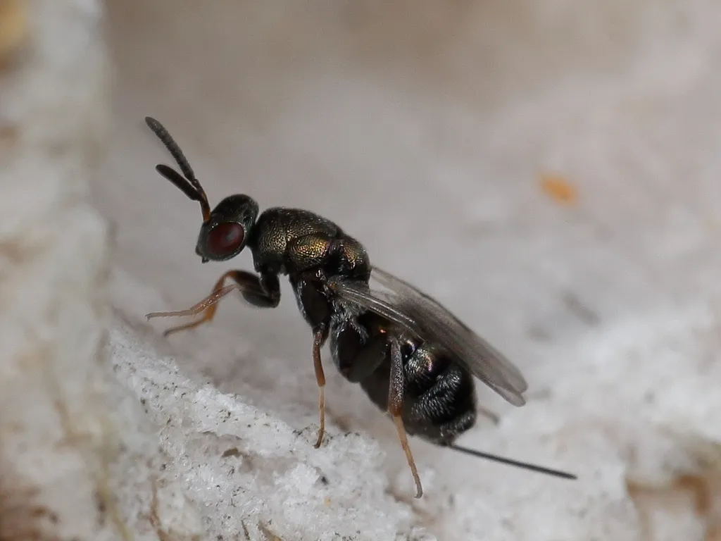 Monodontomerus obscurus - photo 2