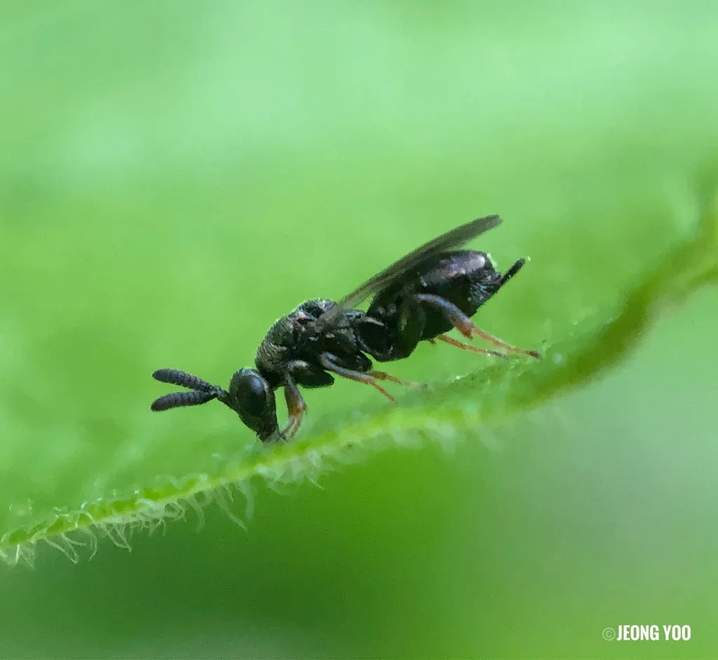 Monodontomerus thorpi