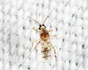 Monohelea jamnbacki