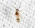 Monohelea jamnbacki - photo 2