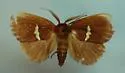 Monoleuca erectifascia - Hodges#4689