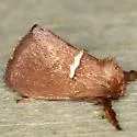Monoleuca erectifascia - Hodges#4689 - photo 2