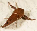 Monoleuca erectifascia - Hodges#4689 - photo 3