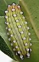 Monoleuca erectifascia - Hodges#4689 - photo 4