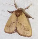 Monoleuca occidentalis - Hodges#4688 - photo 3