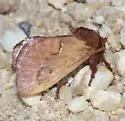 Monoleuca occidentalis - Hodges#4688 - photo 4