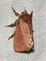 Monoleuca occidentalis - Hodges#4688 - photo 5