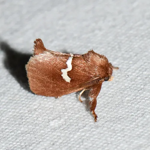 Pin-striped Slug Moth - Hodges#4691