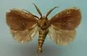 Monoleuca subdentosa - Hodges#4693
