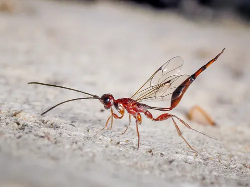 Monomachidae - Monomachidae