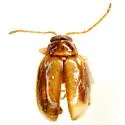 Monomacra bumeliae - Monomacra bumeliae