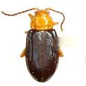Monomacra opaca
