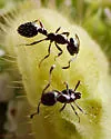 Little Black Ant
