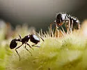 Little Black Ant - photo 2
