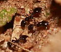 Little Black Ant - photo 3