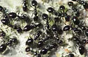 Little Black Ant - photo 4