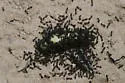 Little Black Ant - photo 5