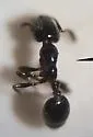 Monomorium emarginatum - photo 2