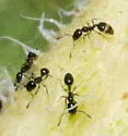 Monomorium emarginatum - photo 3