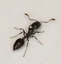 Monomorium emarginatum - photo 4