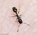 Monomorium emarginatum - photo 5