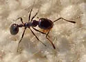 Monomorium ergatogyna - photo 2