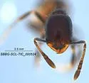 Monomorium ergatogyna - photo 3