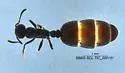 Monomorium ergatogyna - photo 4