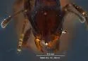 Monomorium ergatogyna - photo 5