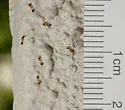 Monomorium floricola