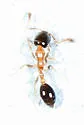 Monomorium floricola - photo 2