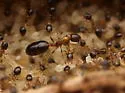 Monomorium floricola - photo 3