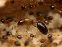 Monomorium floricola - photo 4