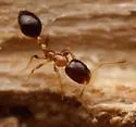Monomorium floricola - photo 5