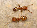 Pharaoh Ant