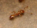 Pharaoh Ant - photo 2